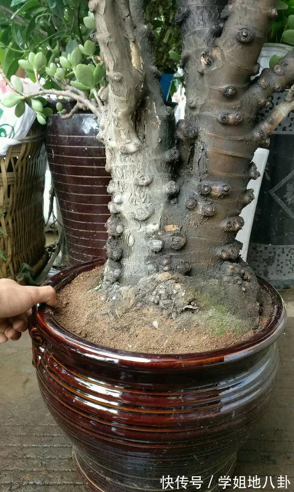 6种“懒人花”,堪称“不死花”,养成老桩几十年,旺家又值钱