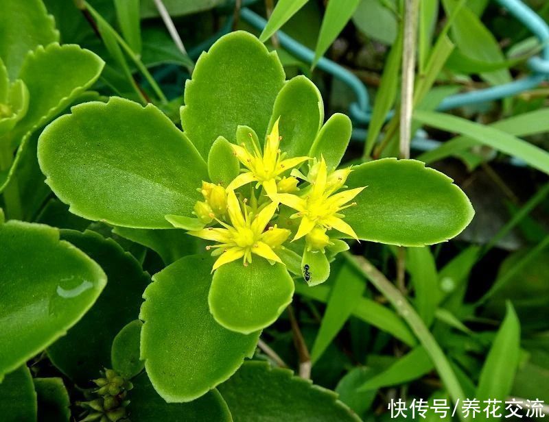 春夏季节开满金黄色花朵的三七景天，很好养的多肉，基本零难度