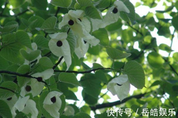 植物界的大熊猫,好像展翅飞翔的白鸽,象征着和平