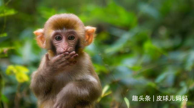 宝宝|生孩子要看属相4个属相的孩子有优势,孩子比同龄人更聪明