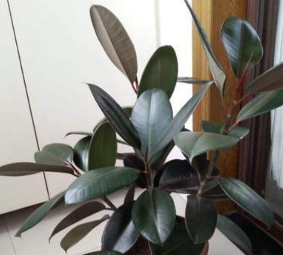 “4种花”养家里,空气1级棒,吸甲醛、杀病菌,枝繁叶茂