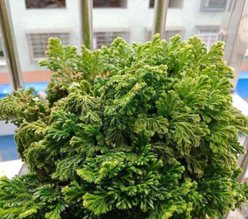 折腾不死的五种花,两个月不浇水,照样水灵灵