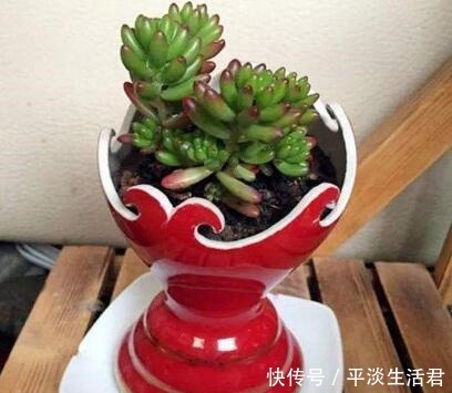 这些破烂不要扔,做成“小花盆”,个性又漂亮,比买的强“百倍”!