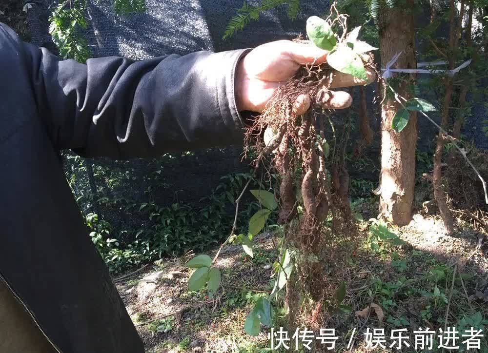 地摊|千元一斤被捧上神坛,遭人们疯狂采挖,如今跌成地摊货常年卖不动