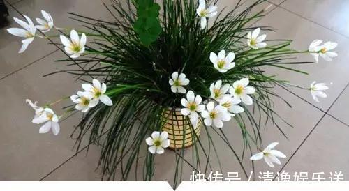 禾本科|小时候常见却叫不出名字的植物,太全了