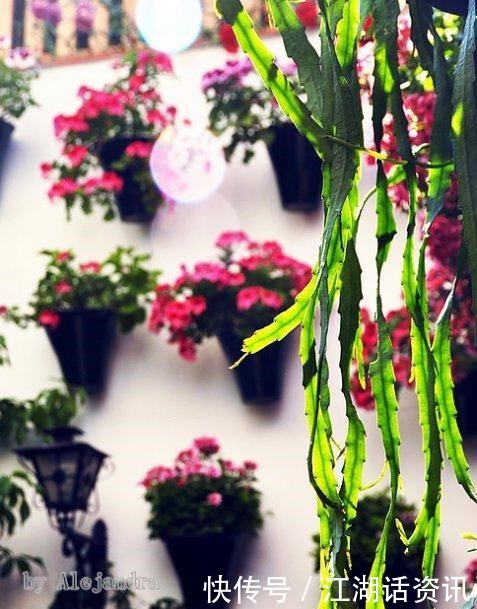 不一样的“庭院花园”，花草都上了墙