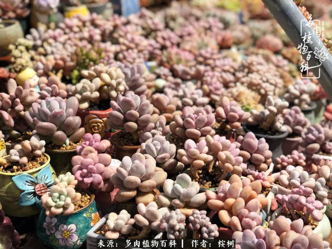 多肉度夏经验谈四季皆露养,兢兢业业养肉三年半!