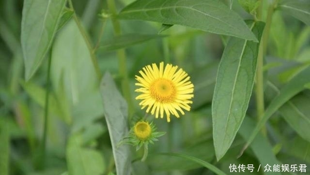 不要将这种“菊”用作野菊花,它比野菊花更珍贵,更有价值!
