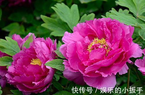 花苞|天气虽变冷，几种花卉也不能着急入室，你做对了吗