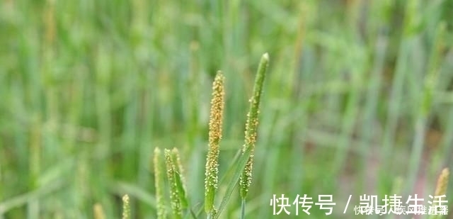 野草|麦田里的“小香肠”，农民对它痛恨不已，殊不知煮水能治脚气