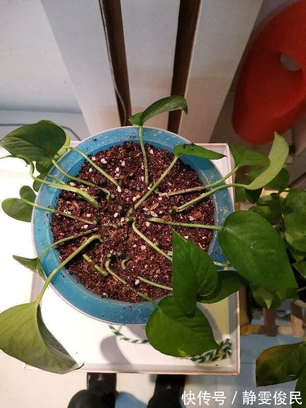 板结|土里加点酸酸水,盆土软得像发糕,养花透气不烂根