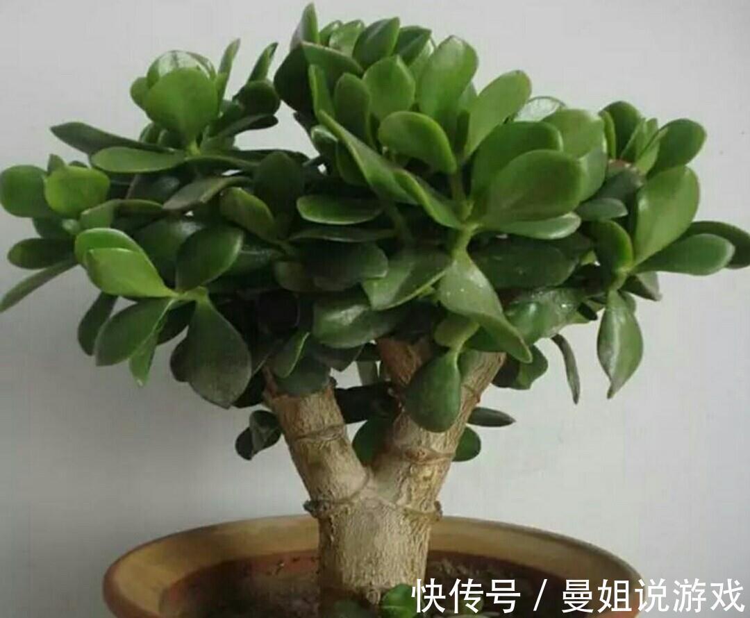 6大“富贵花”，能养几十年，花大雍容又华丽，能养成“传家宝”