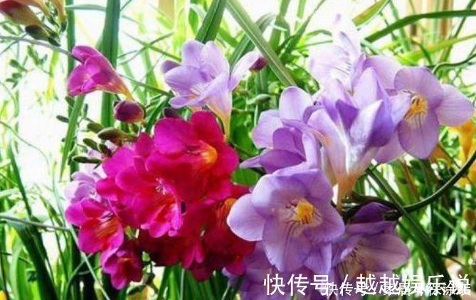 仙人球|4种漂亮花，好打理，易爆盆，盆盆开成大花球，太漂亮了！