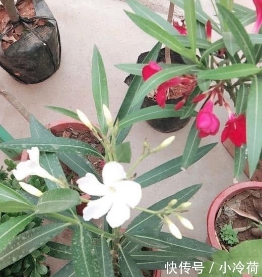 这5种花，不要钱也不能养，全都有毒，养了后悔都来不及