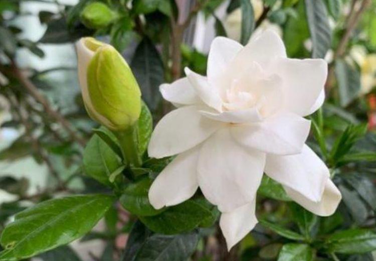 适合新手养的4种花,沾土就能活,开花爆盆很漂亮