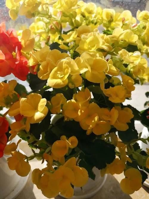 难养|当心5种“娇气花”,冬天最难养!条件不够高手也养不活!