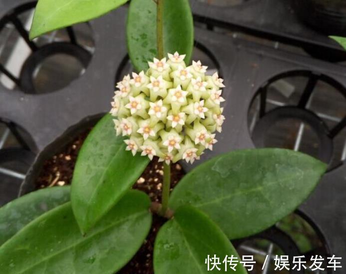 北阳|适合北阳台的网红花,耐阴皮实又勤花,开一朵香飘满屋,美极了