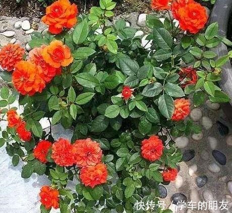 养花别养太贵的，这些花卉几块钱一大把，回家养盆里能开整个春天！