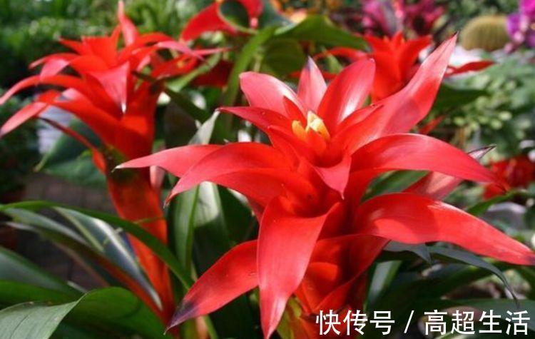 家里就养4种花，耐旱耐晒，财运福运滚滚来，幸福满满，家中必备