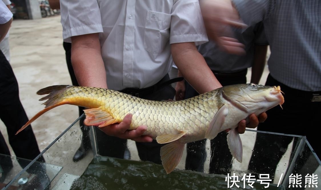 亚洲鲤鱼&鲤鱼的多样“人生”:孔子后人不吃,美国泛滥成灾,日本视其勇武