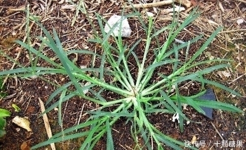 回家|提个醒:在田间地头遇见此野草,记得要拔回家,有很大的用处