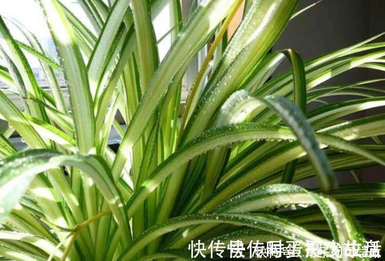 会长势|4种花养家里,空气1级棒,吸甲醛、杀病菌,还有助于睡眠!
