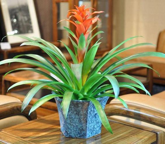 这些镇宅盆景摆放在客厅，可让人身心愉悦，最受富人青睐