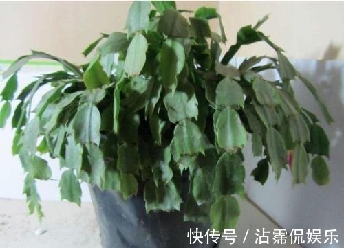 蟹爪兰不洗澡怎么可能油嫩猛蹿赶紧拿点东西,随便一抹就能爆长