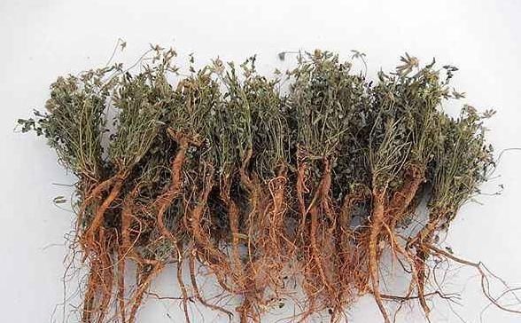 農村一種野草,人稱“米口袋”,藥用價值高,遇見采回家,不虧