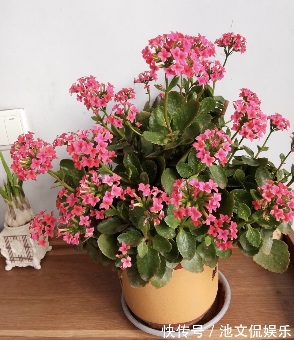 修剪|长寿花凋谢后,剪1刀、喷点水,30天花苞“嘟嘟冒”,又开一茬