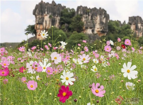 乃古石林波斯菊花海太美 要晒晒美图抖抖草 粉紫色