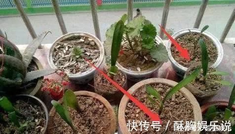 油光|养花别只会傻傻浇水，老花匠教你1诀窍，让家里盆栽油光发亮