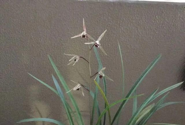 丸姬|日本寒兰欣赏