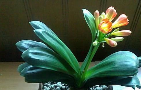 教你一招，不仅能让你的花草远离黄叶和虫害，还能爆盆！