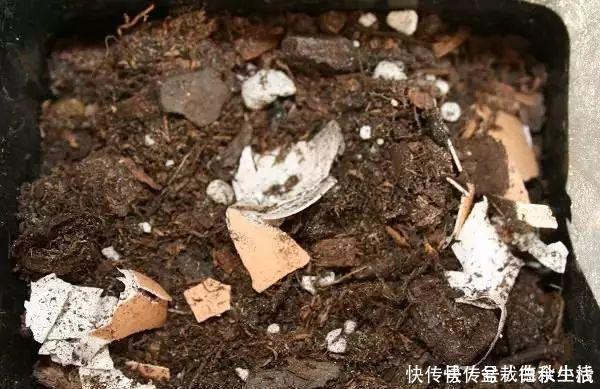 鸡蛋壳你不要都给我,鸡蛋壳的8种养花秘诀!