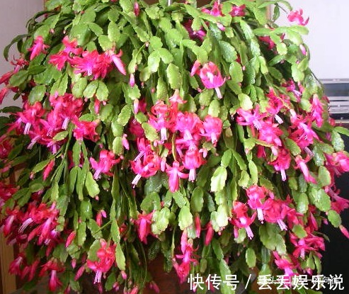 家养蟹爪兰摆放有讲究，学会这几个小技巧，轻松花开爆满盆