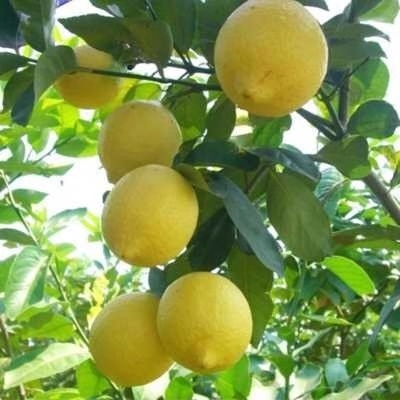 绿萝吊兰别养了,此种盆栽养1棵,家里细菌少一半,能开花结果