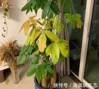 根系|绿萝、发财树蔫了别浇水,浇一盆死一盆,要这样救治
