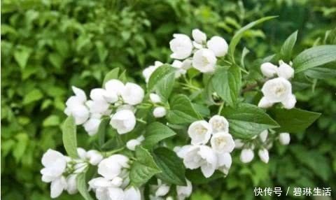 茶水|自配养花营养液,给茉莉花“喝”一勺,叶子翠绿,一盆开花100朵