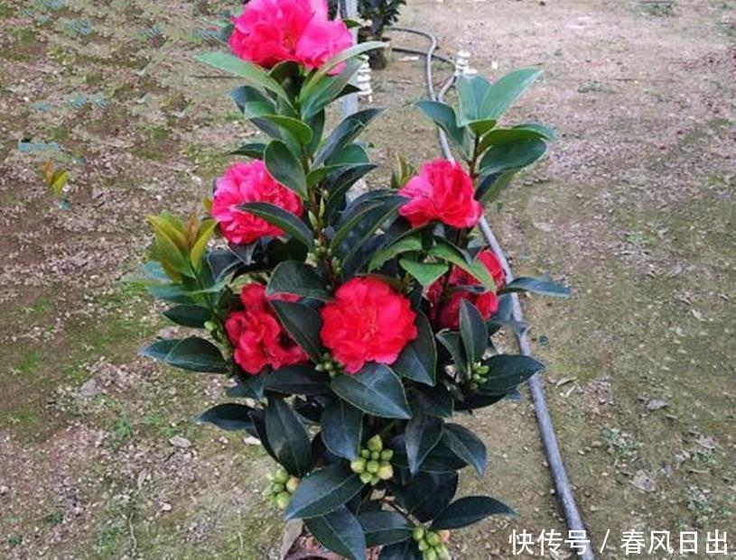 五种花一年到头开不停，四季天天有花看，叶美开花更漂亮