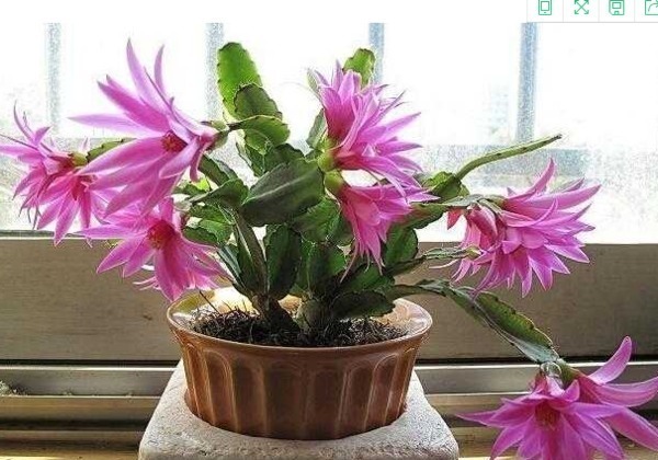 长虫害|最厉害的养花营养液给花喝一勺，不烂根，新叶蹭蹭长不停！