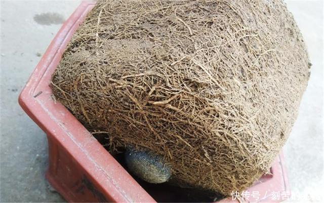 制作高价值的盆景，炼根是关键，看看怎么炼