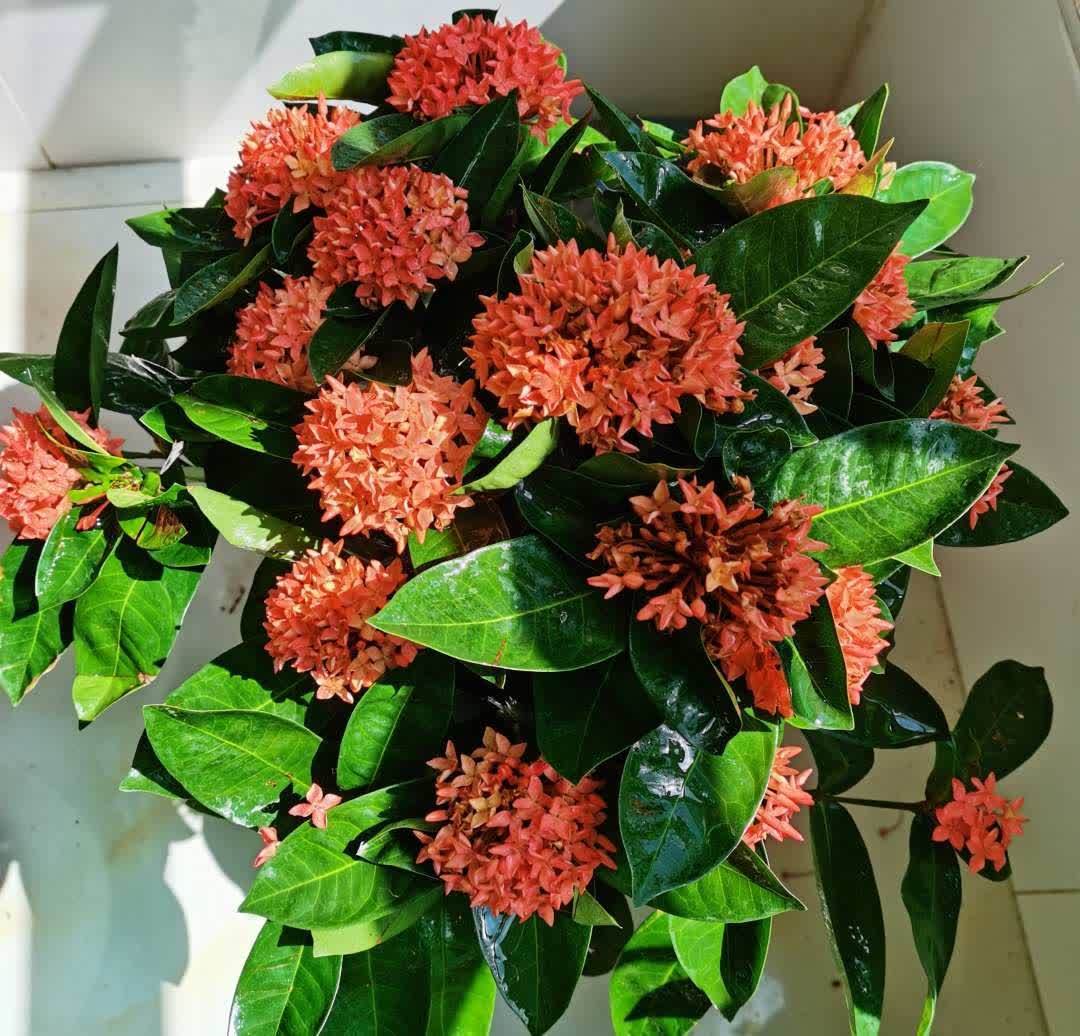 最累 的8种花 花开连续几个月 一次开花几百朵 粉紫色 最累 的8种花 花开连续几个月 一次开花几百朵 粉紫色