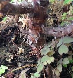 多肉枯叶别乱摘，弄巧不成反成拙，分清品种和时节很重要