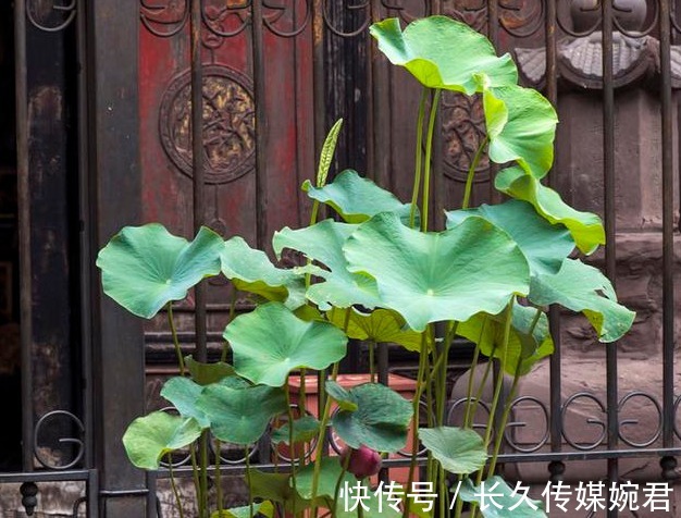 碗莲|这几种花草有水就能疯长,新手也不用愁,简直又好看又好养