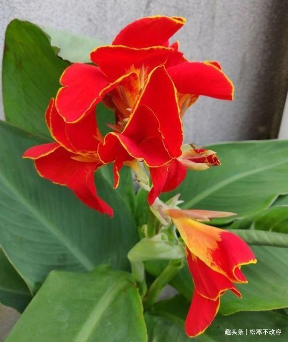 长寿|此款花草适合新手养殖,漂亮好养又便宜,开起花来拦不住