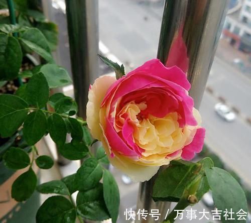 牡丹|月季是“药罐子”?养这款月季,抗病性5颗星,开花比牡丹还美艳