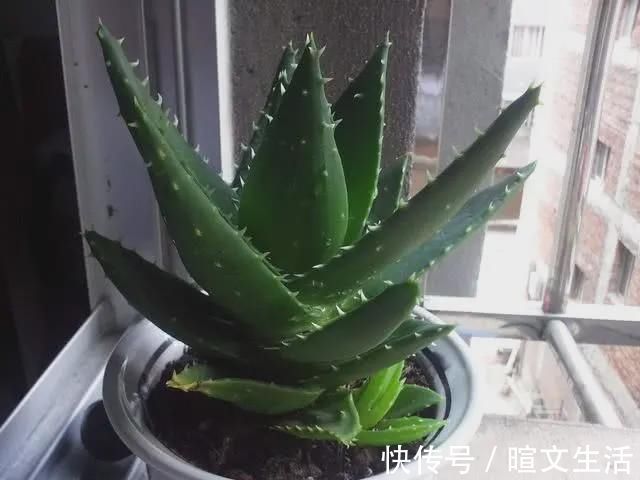 卧室养花就养这5种花,净化空气安心睡眠,好养又美丽