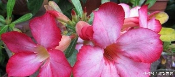 沙漠|沙漠玫瑰,掌握这些,长得既好看,又霸气