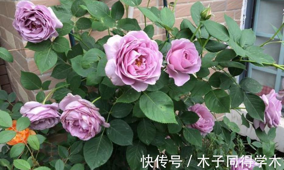 病虫害|每年7、8月份,老花匠都不喜欢月季花,越养越生气,原因有4点